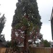 Photo #4: TREE SERVICE Licensed Bonded & Insured - free quotes