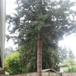 Photo #6: TREE SERVICE Licensed Bonded & Insured - free quotes