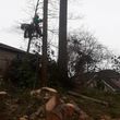 Photo #8: TREE SERVICE Licensed Bonded & Insured - free quotes