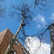 Photo #1: Tree removal clearing etc free estimates