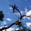 Photo #4: HURRICANE TREE TRIMMING AND REMOVAL FREE ESTIMATES