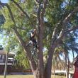 Photo #6: HURRICANE TREE TRIMMING AND REMOVAL FREE ESTIMATES