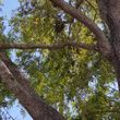Photo #8: HURRICANE TREE TRIMMING AND REMOVAL FREE ESTIMATES