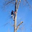 Photo #1: Super Low Cost Professional Tree Service