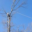 Photo #3: Super Low Cost Professional Tree Service