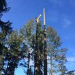 Photo #1: Tree Removal 24 Hour Service