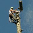 Photo #4: Tree Removal 24 Hour Service