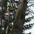 Photo #22: Tree Removal 24 Hour Service