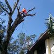 Photo #5: STUMP GRINDING & TREE SERVICE