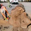 Photo #11: STUMP GRINDING & TREE SERVICE