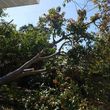 Photo #16: Call Southwest Tree Service for your FREE estimate!!