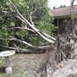 Photo #21: ACME Tree Service L.L.C. 