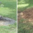 Photo #1: Tree Stump removal and/or grinding