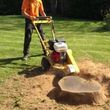 Photo #2: Tree Stump removal and/or grinding