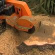 Photo #3: Tree Stump removal and/or grinding