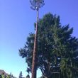 Photo #1: Tree Removal Service/License Bonded and Insured/Clark County Area