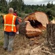 Photo #11: Tree Contractors NW Inc. Stump grinding & chipping service!