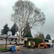 Photo #16: Tree Contractors NW Inc. Stump grinding & chipping service!