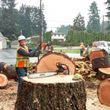Photo #18: Tree Contractors NW Inc. Stump grinding & chipping service!