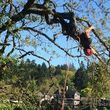 Photo #2: TREE WORK - TREE REMOVAL - STUMP GRINDING - FREE ESTIMATES