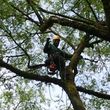 Photo #1: TREE SERVICE-Affordable, 22 years exp., Lics. Bonded, Insured
