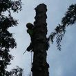 Photo #2: TREE SERVICE-Affordable, 22 years exp., Lics. Bonded, Insured