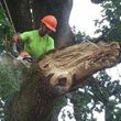 Photo #3: TREE SERVICE-Affordable, 22 years exp., Lics. Bonded, Insured