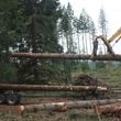 Photo #1: Skilled Logging and Timber Management
