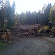 Photo #2: Skilled Logging and Timber Management