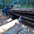 Photo #9: Skilled Logging and Timber Management