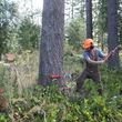 Photo #12: Skilled Logging and Timber Management