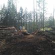 Photo #13: Skilled Logging and Timber Management