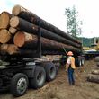 Photo #14: Skilled Logging and Timber Management