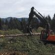 Photo #15: Skilled Logging and Timber Management