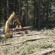 Photo #17: Skilled Logging and Timber Management