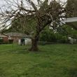 Photo #1: Licensed & insured tree services