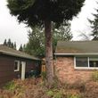 Photo #3: Tree REMOVALS/Remove/Services/Pruning/Stump Grinding