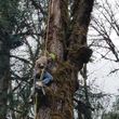 Photo #4: Tree REMOVALS/Remove/Services/Pruning/Stump Grinding