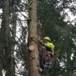 Photo #5: Tree REMOVALS/Remove/Services/Pruning/Stump Grinding