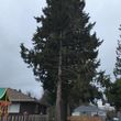 Photo #6: Tree REMOVALS/Remove/Services/Pruning/Stump Grinding