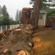 Photo #9: Tree REMOVALS/Remove/Services/Pruning/Stump Grinding