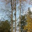 Photo #14: Tree REMOVALS/Remove/Services/Pruning/Stump Grinding