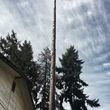 Photo #16: Tree REMOVALS/Remove/Services/Pruning/Stump Grinding