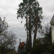 Photo #17: Tree REMOVALS/Remove/Services/Pruning/Stump Grinding