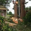 Photo #18: Tree REMOVALS/Remove/Services/Pruning/Stump Grinding