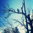 Photo #20: Tree REMOVALS/Remove/Services/Pruning/Stump Grinding