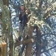 Photo #1: Tree Service, Clean up, and Carpentry