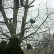 Photo #2: Tree Service, Clean up, and Carpentry