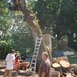 Photo #1: Tree Trimming & Removal **INSURED**