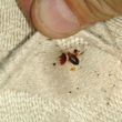Photo #2: Bed bug treatments/ interior /exterior treatments - Best Prices